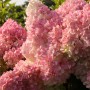 Rispenhortensie Vanille Fraise mit rosa-weißen Blütenständen.
