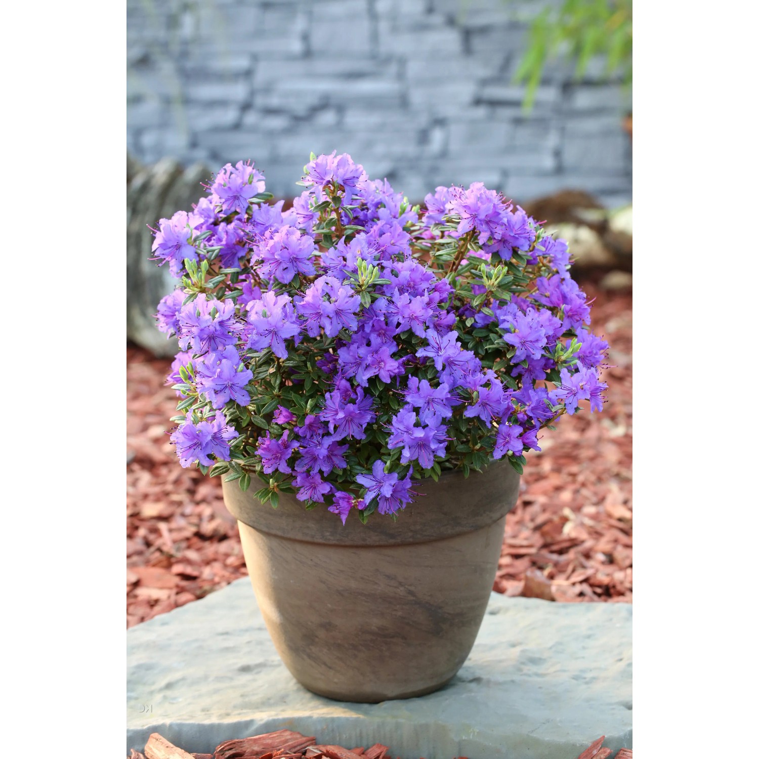 Zwergrhododendron Purple Pillow 15-25 cm 2,3 l Kbel kaufen bei OBI