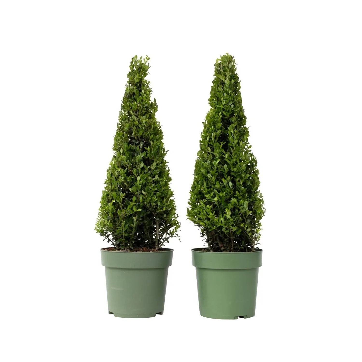 Plant In A Box Japanische Stechpalmen X2  Ilex Crenata 'Jenny' Höhe 55cm Ø21 Grün