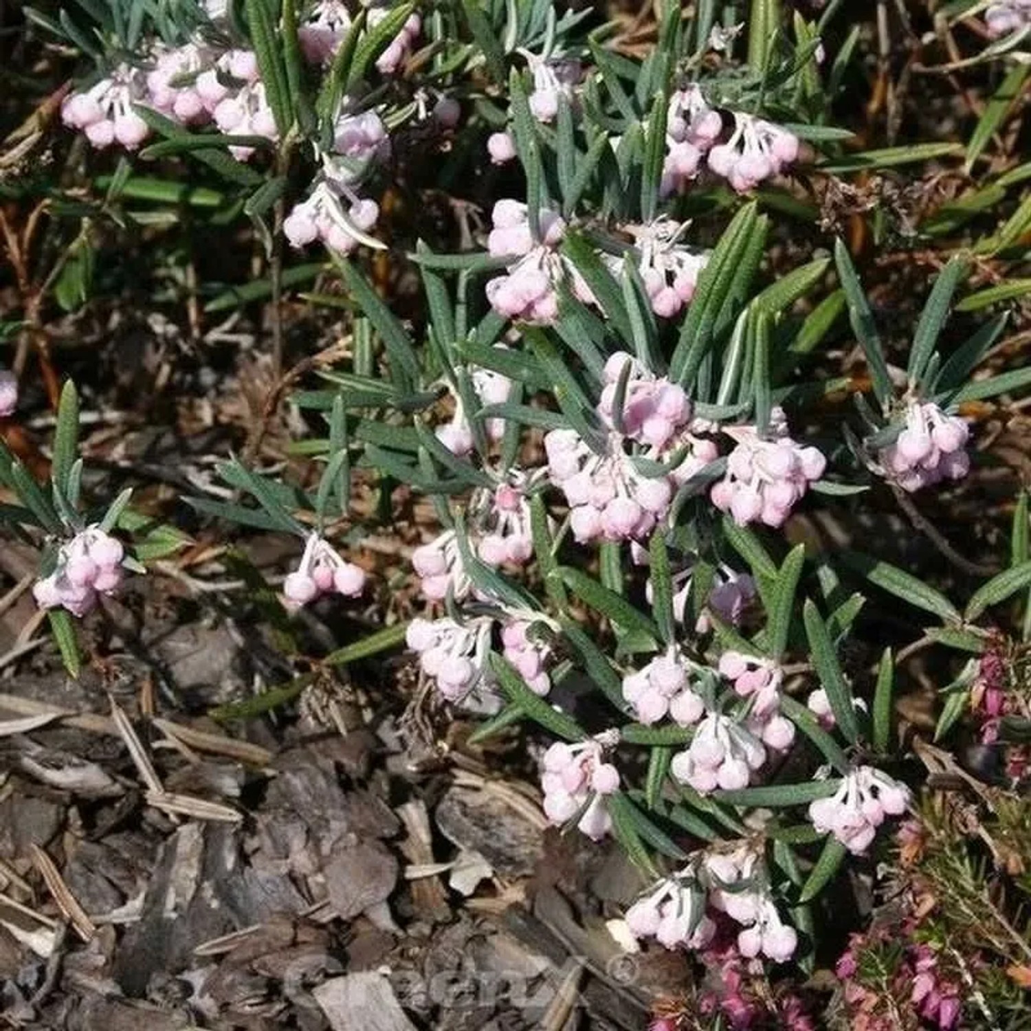 Lavendelheide Compacta - Andromeda polifolia