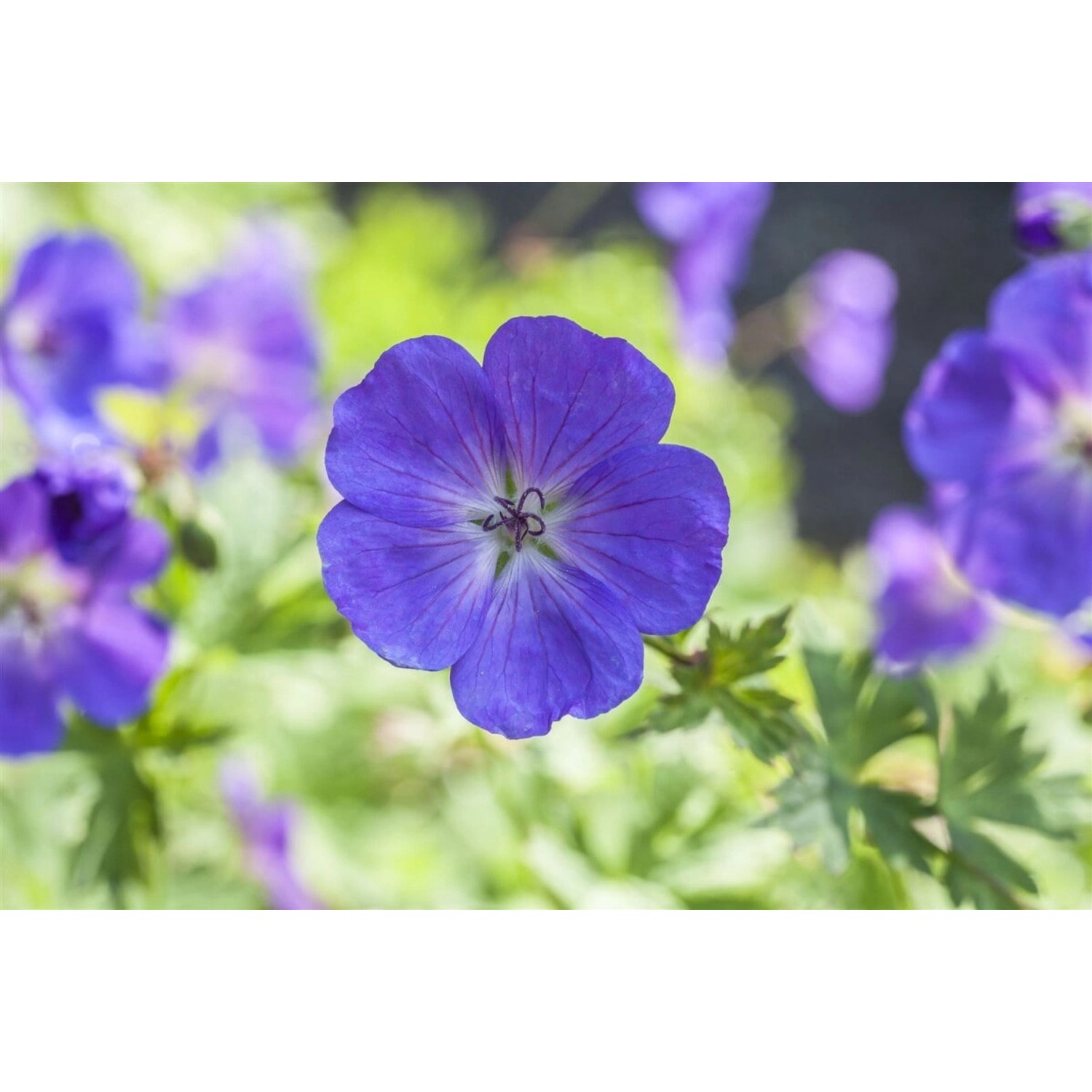 Geranium Pratense Spinners Wiesen Storchschnabel Ca. 9x9 cm Topf günstig online kaufen