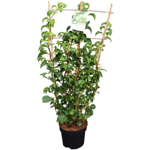 GROW by OBI Kletterhortensie im 6 l Topf, ca. 40 cm hoch, mit Rankhilfe.