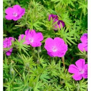 Blühender Storchenschnabel 'Elsbeth' (Geranium sanguineum) mit pinkfarbenen Blüten und grünen Blättern.