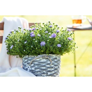 Hellblaue Kissenaster (Aster Dumosus) im Topf, buschige Staude für Beet und Garten.