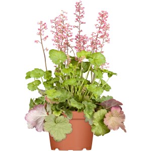 GROW by OBI Purpurglöckchen Rosa im Topf, eine blühende Staude mit rosa Blüten und grünen Blättern.