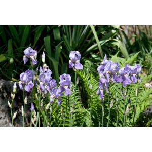 Dalmatinische Schwertlilie (Iris Pallida) mit violetten Blüten im Garten, Topfgröße ca. 11x11 cm.
