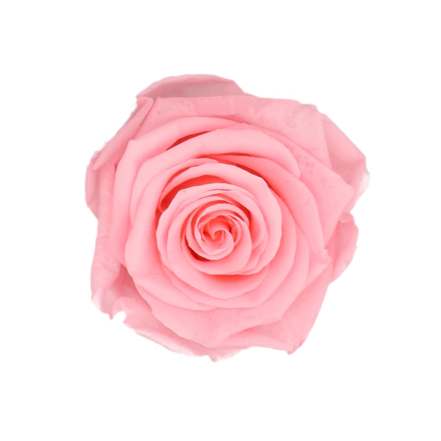 Rosa Rose in Rosenbox (Ø 5cm) Weiß-Schwarz, konserviert für lange Haltbarkeit.