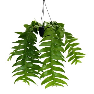 Exotenherz Sägeblatt-Kaktus im 14cm Ampeltopf mit langen, grünen Blättern.