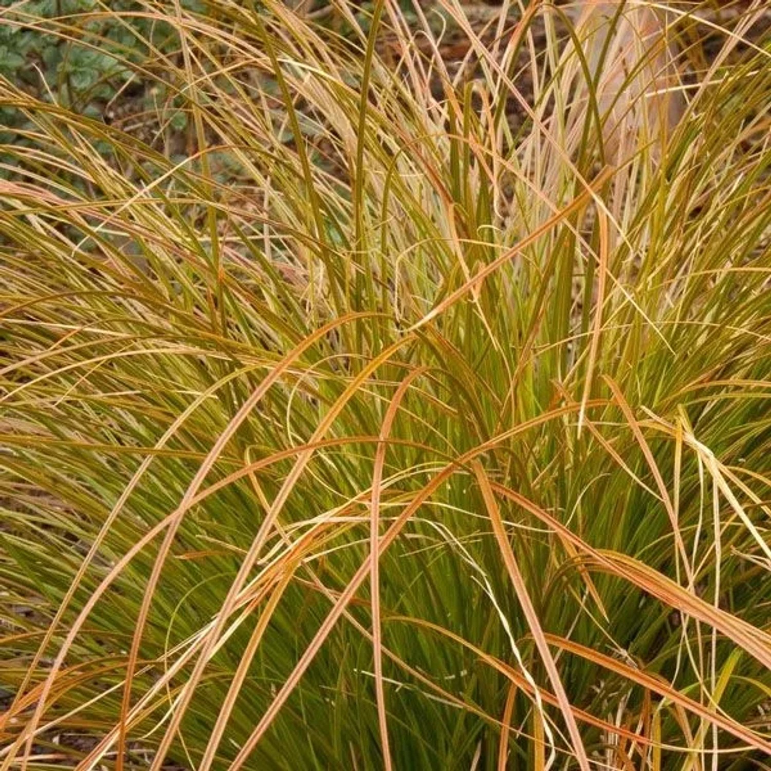 6 x Neuseeland-Segge Carex testacea Topf 9cm Bronzerotes Laub