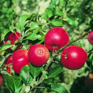 Rotbackiger Apfel Rewena® am Baum mit grünen Blättern.