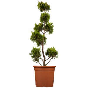 Portugiesischer Kirschlorbeer Angustifolia als Formgehölz im Topf, ca. 40cm hoch.