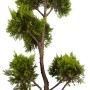 Portugiesischer Kirschlorbeer Angustifolia als Formgehölz im Topf, ca. 40cm hoch.