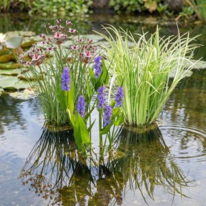 Vdvelde Wasserpflanzenset 12 Pflanzen 3 Sorten Korb Substrat Ton & Dünger