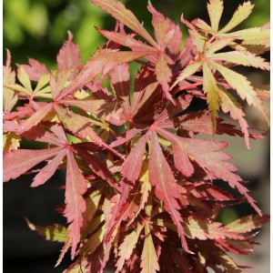 Fächerahorn Jerre Schwartz mit rot-grünem Laub, Acer palmatum, Detailaufnahme.
