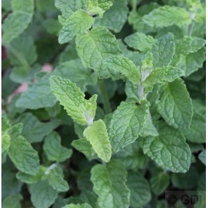 Nahaufnahme der grünen Blätter der Erdbeerminze (Mentha cultorum), einer aromatischen Staude.