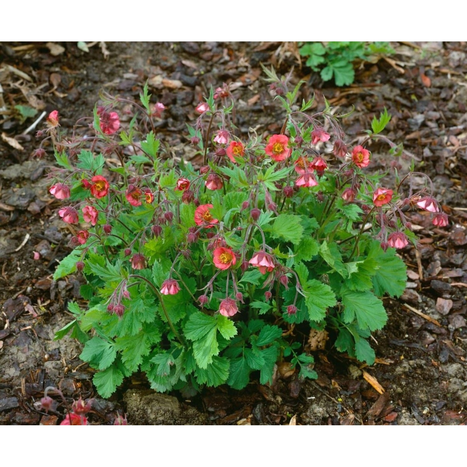 Geum Rivale Flames Of Passion Ca. 9x9 cm Topf günstig online kaufen
