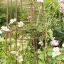 71-teiliges Pflanzen-Bindeset zur Fixierung von Pflanzen im Garten.