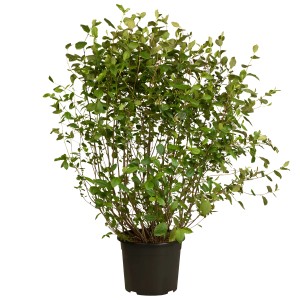 Apfelbeere Rubina im Topf, ca. 30-40 cm hoch. Aronia melanocarpa mit grünen Blättern.