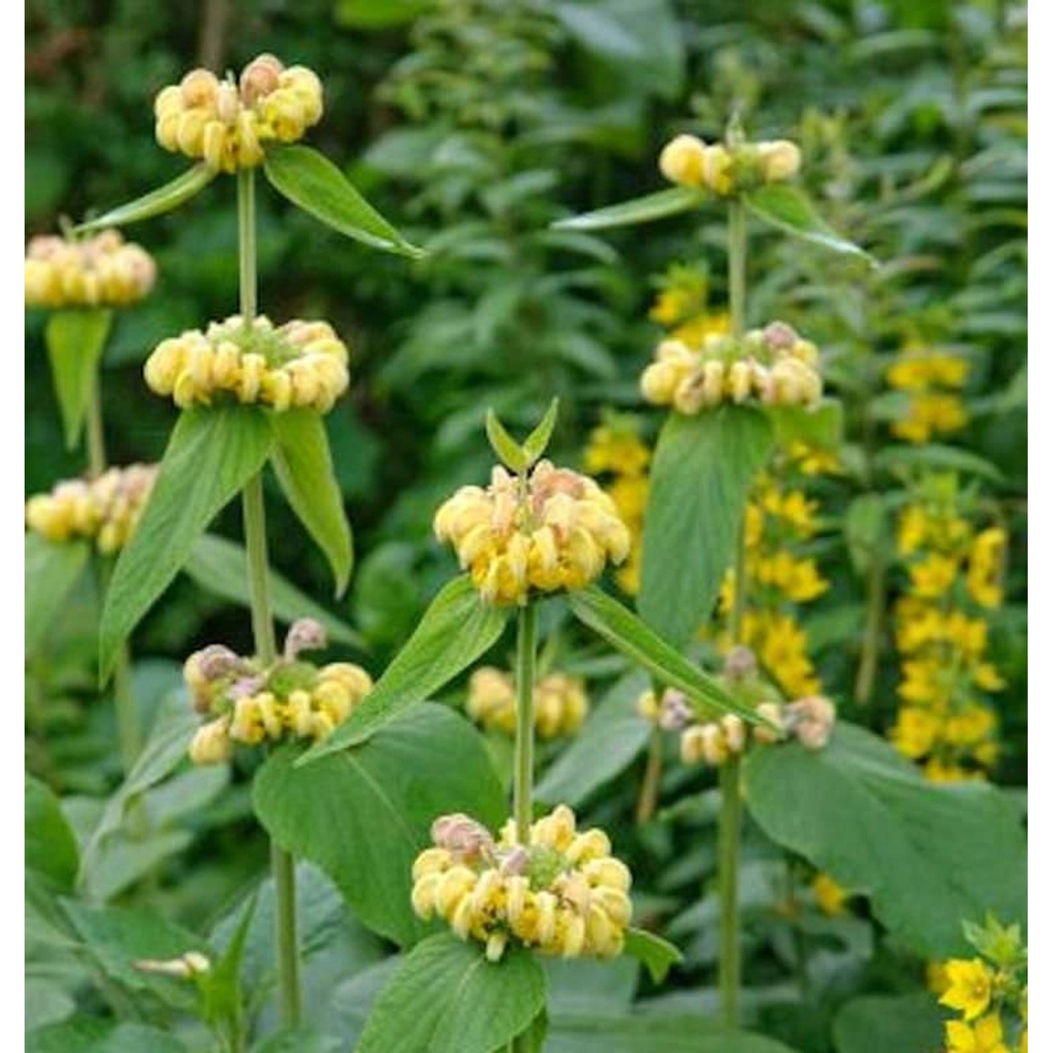 Hellgelbes Brandkraut - Phlomis russeliana günstig online kaufen