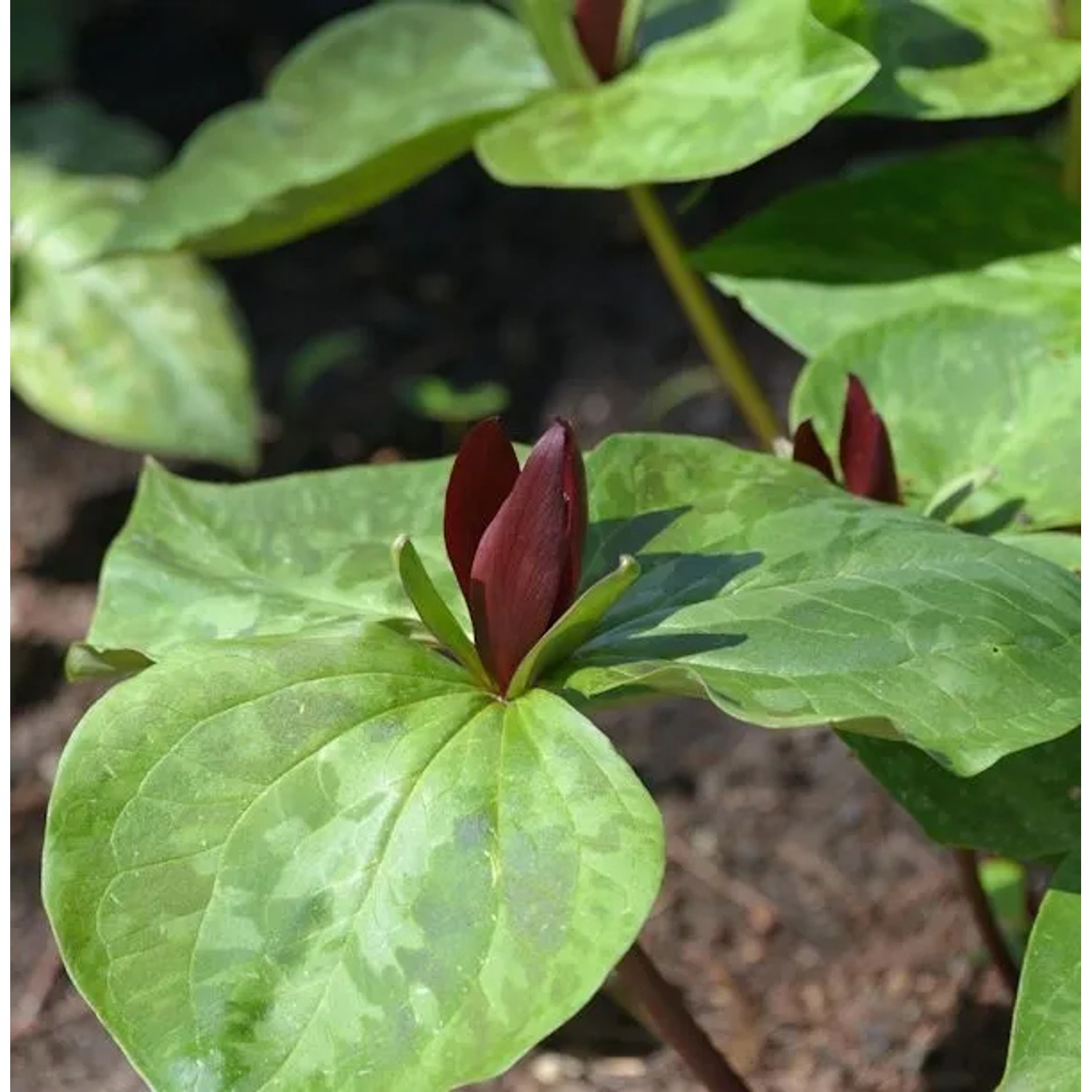 Dreiblatt Waldlilie Zwergtrillium - Trillium cuneatum
