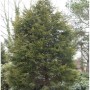 Gelbe Leyland Zypresse Castlewellan Gold, 40-60cm, Strauch.