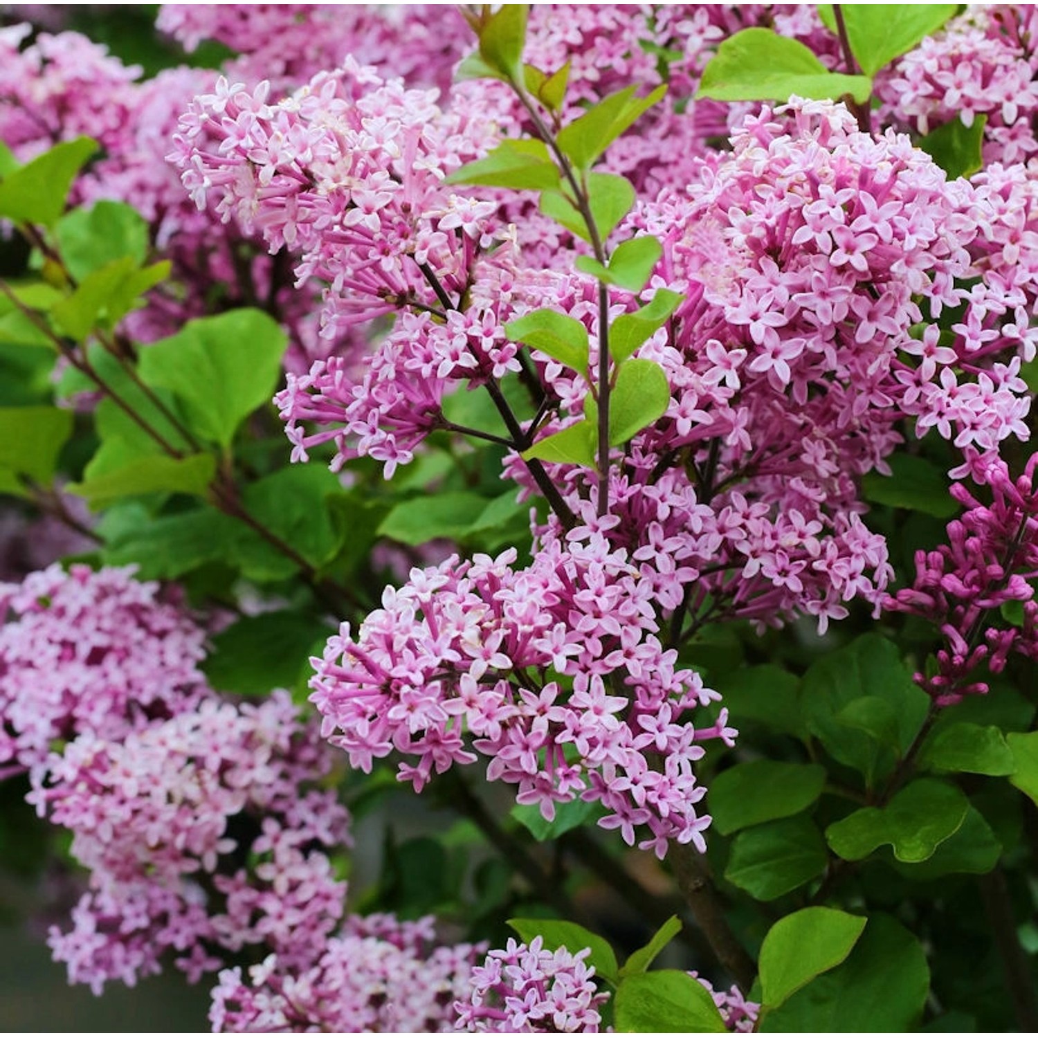 Hochstamm Zwergflieder Lillifee 60-80cm - Syringa meyeri günstig online kaufen