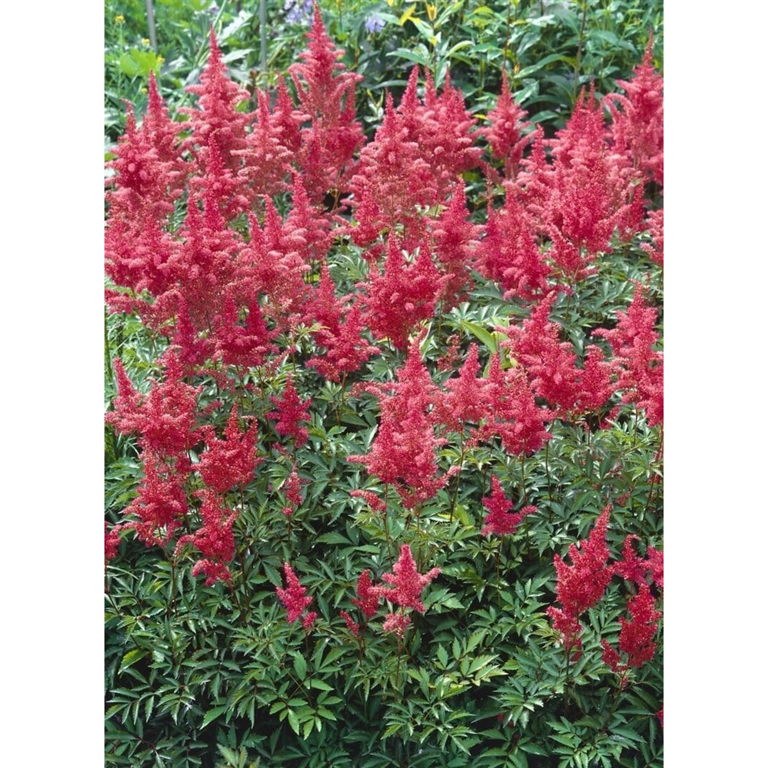 Astilbe X Arendsii Augustleuchten Prachtspiere Ca. 9x9 cm Topf günstig online kaufen