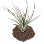 Exotenherz Tillandsia Fasciculata auf Lavastein, Zimmerpflanze.