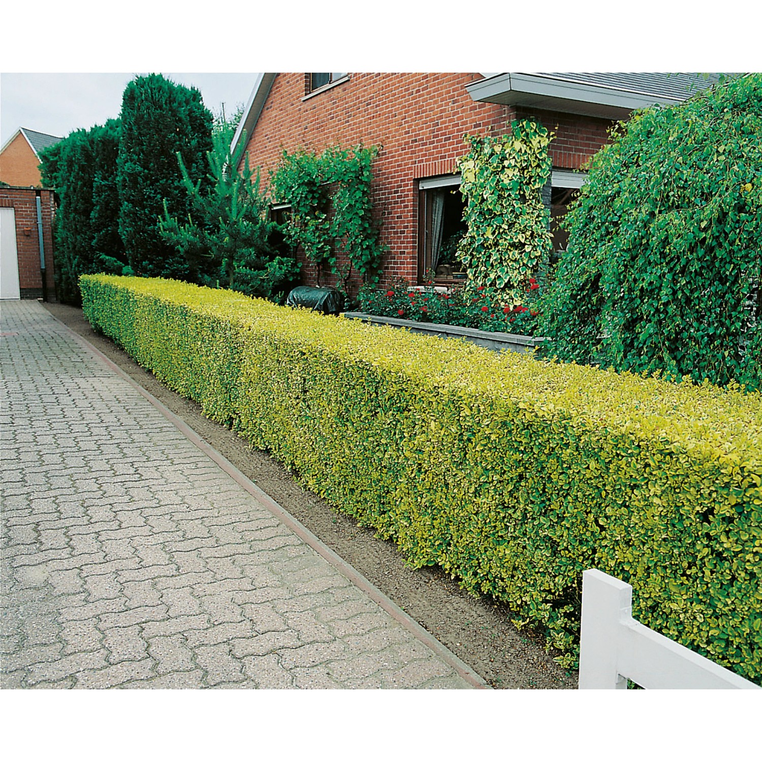 Gold-Liguster Aureum Höhe ca. 100 - 125 cm Topf ca. 15 l Ligustrum ovalifol günstig online kaufen