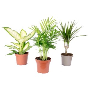 Value Greens, tropisches Pflanzenset mit Bergpalme, Dieffenbachie und Drachenbaum im Topf.
