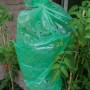 Grüne Tomatenfolie zum Schutz von Tomatenpflanzen vor Wind und Wetter.