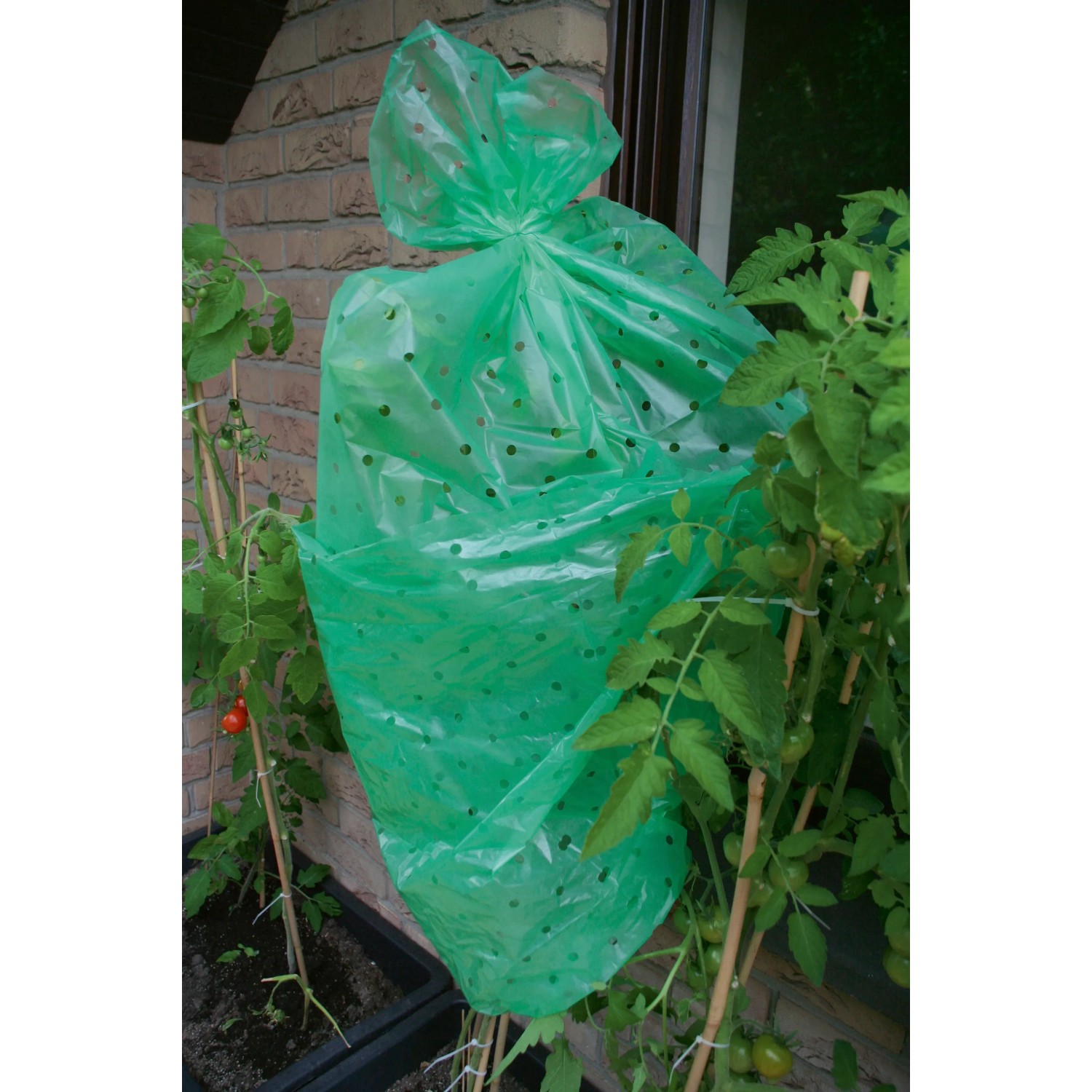 Grüne Tomatenfolie zum Schutz von Tomatenpflanzen vor Wind und Wetter.