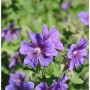 Nahaufnahme des blühenden Pracht-Storchschnabels mit violetten Blütenblättern.