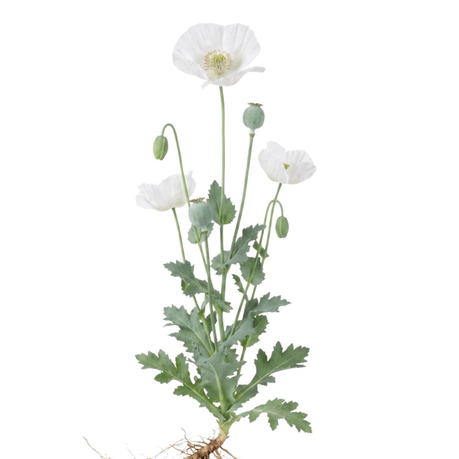 LaCaTho Weißer Mohn Samen Papaver Somniferum Var Album 150 Samen Weiße Blüten