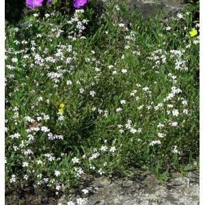 Teppich Schleierkraut (Gypsophila repens) mit kleinen, weißen Blüten im Garten.