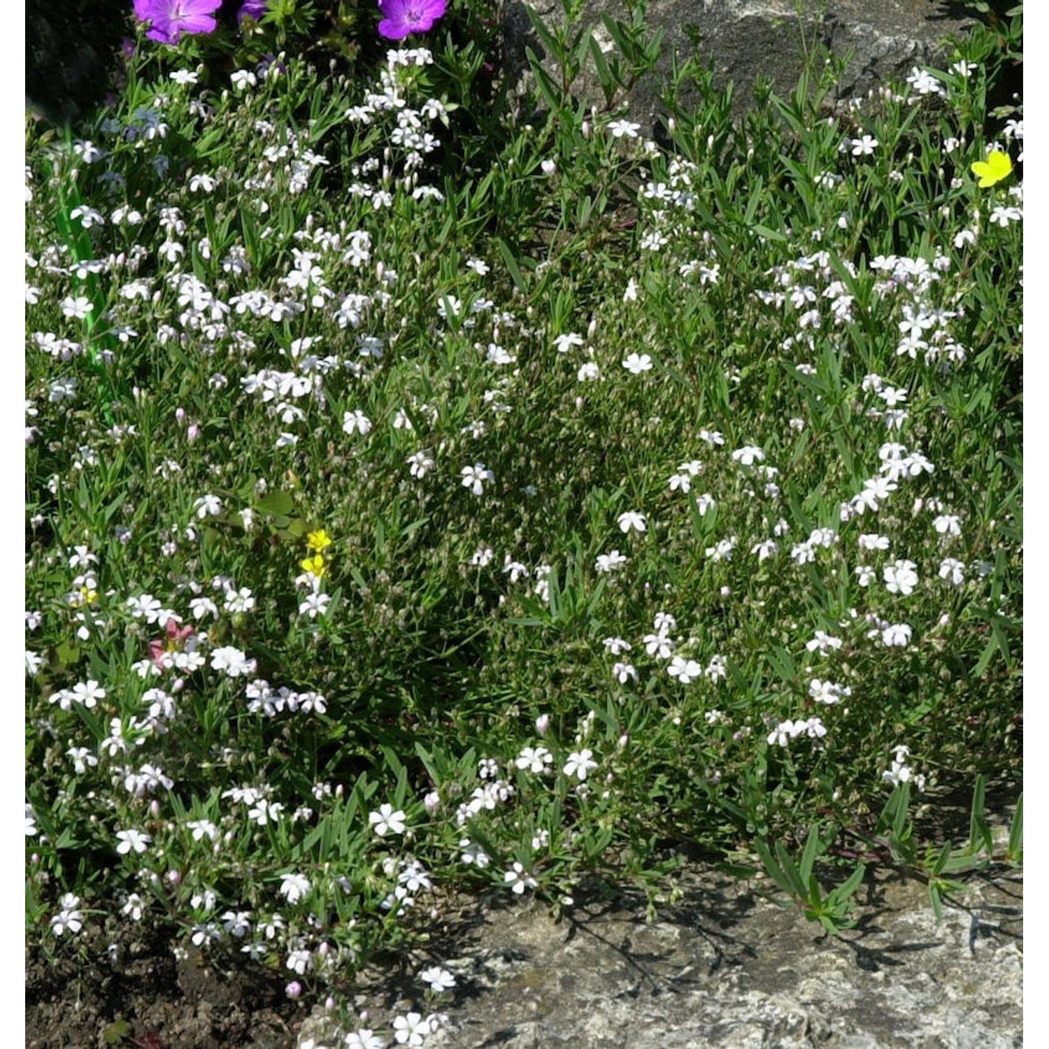 Teppich Schleierkraut weiß - Gypsophila repens günstig online kaufen