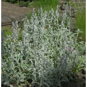 Silberner Wollziest 'Silky Fleece' (Stachys byzantina) im Gartenbeet.