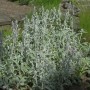 Wollziest Silky Fleece - Stachys byzantina