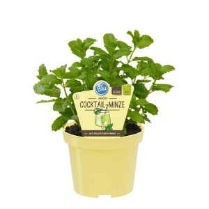 Bio Hugo-Minze (Cocktail-Minze) im Topf. Kräuterpflanze für den Garten oder Balkon.