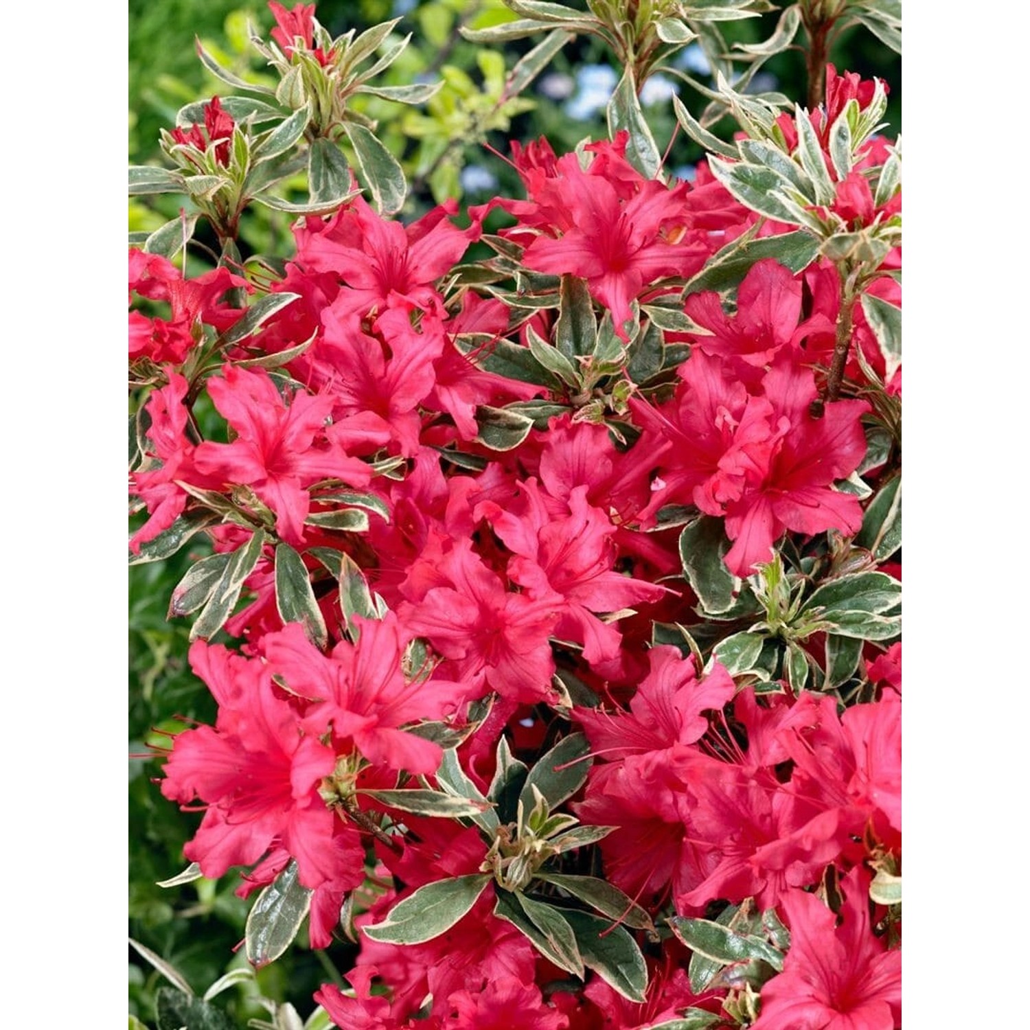 Rhododendron Obtusum Silver Sword Azalee Silber-Grün 20–25 cm günstig online kaufen