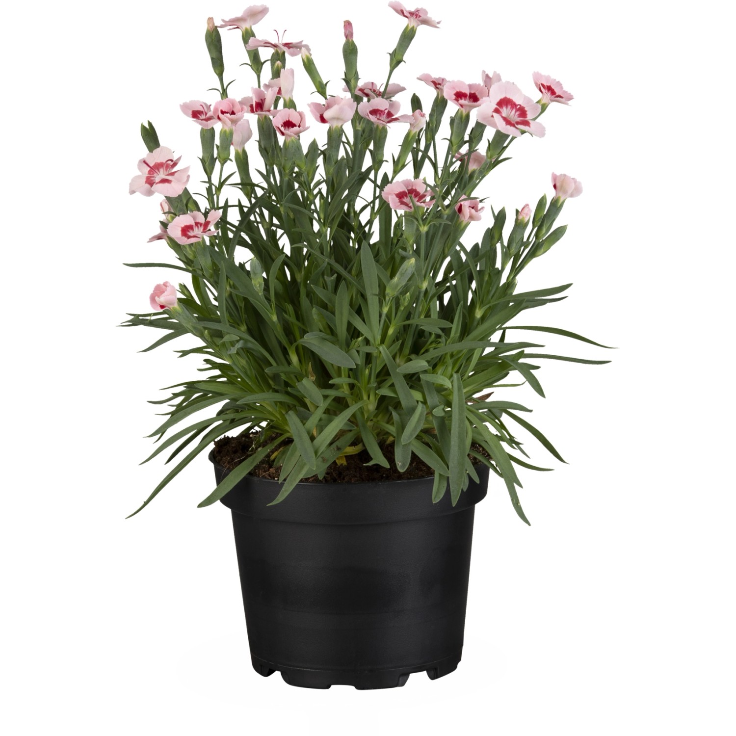 Nelke "Peach Party" Koralle TopfØ ca. 12 cm Dianthus caryophylus