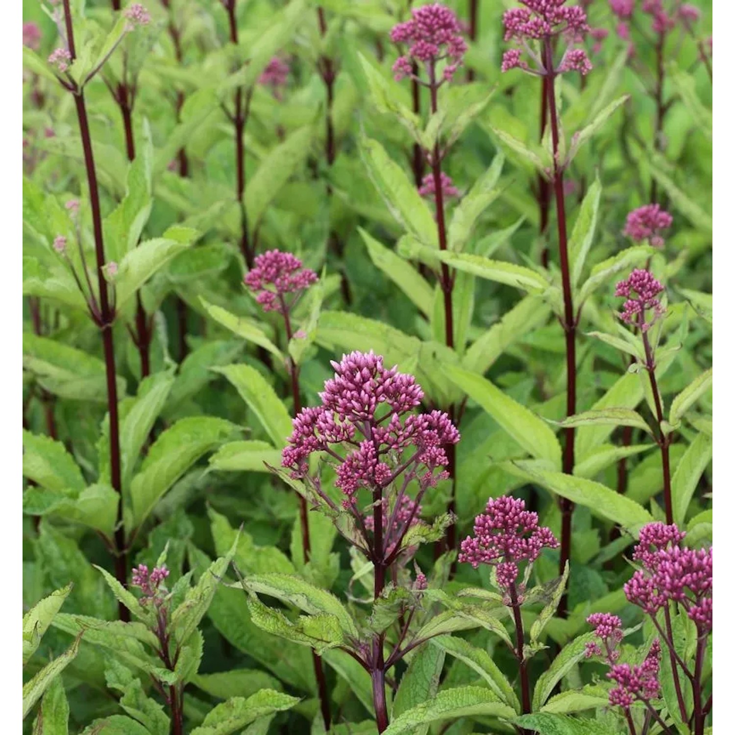 Wasserdost Phantom - Eupatorium fistulosum
