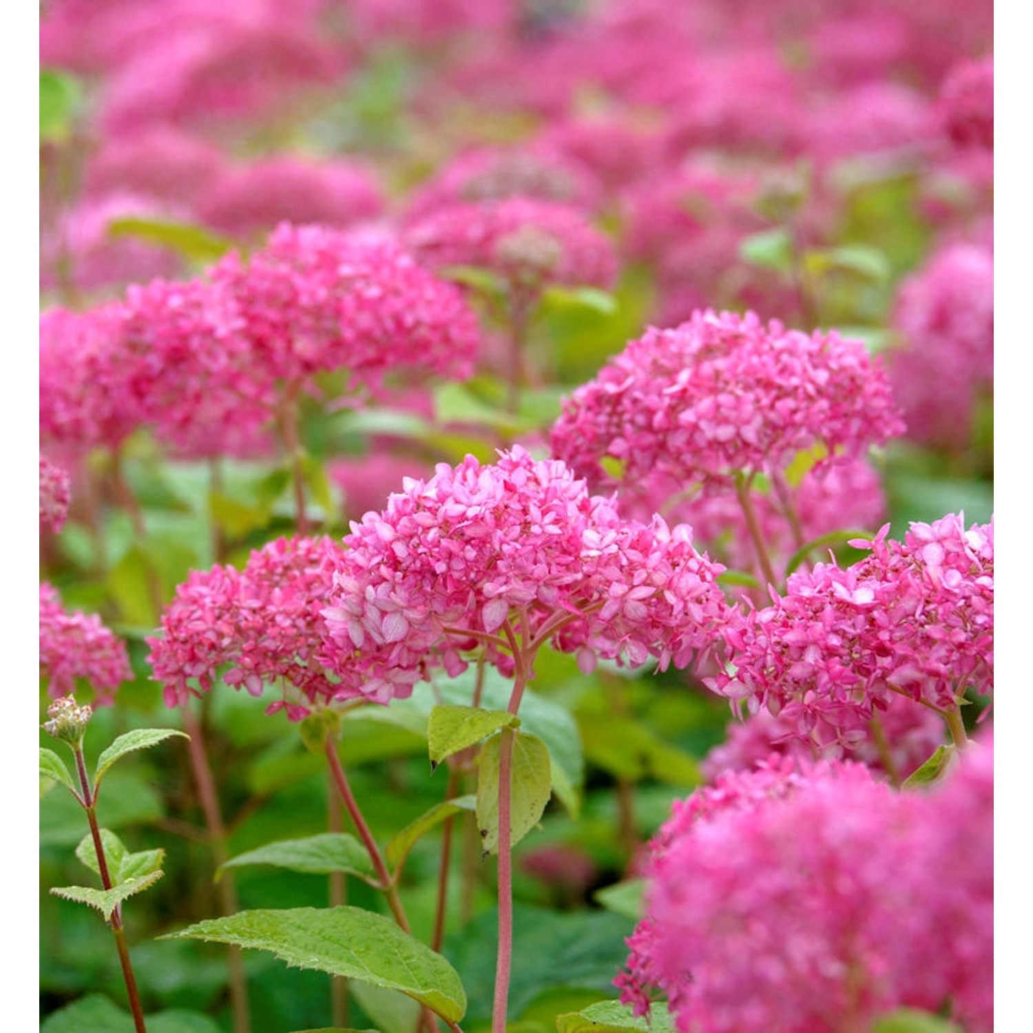 Zwerg-Hortensie Mauvette 20-30cm - Hydrangea arborescens günstig online kaufen