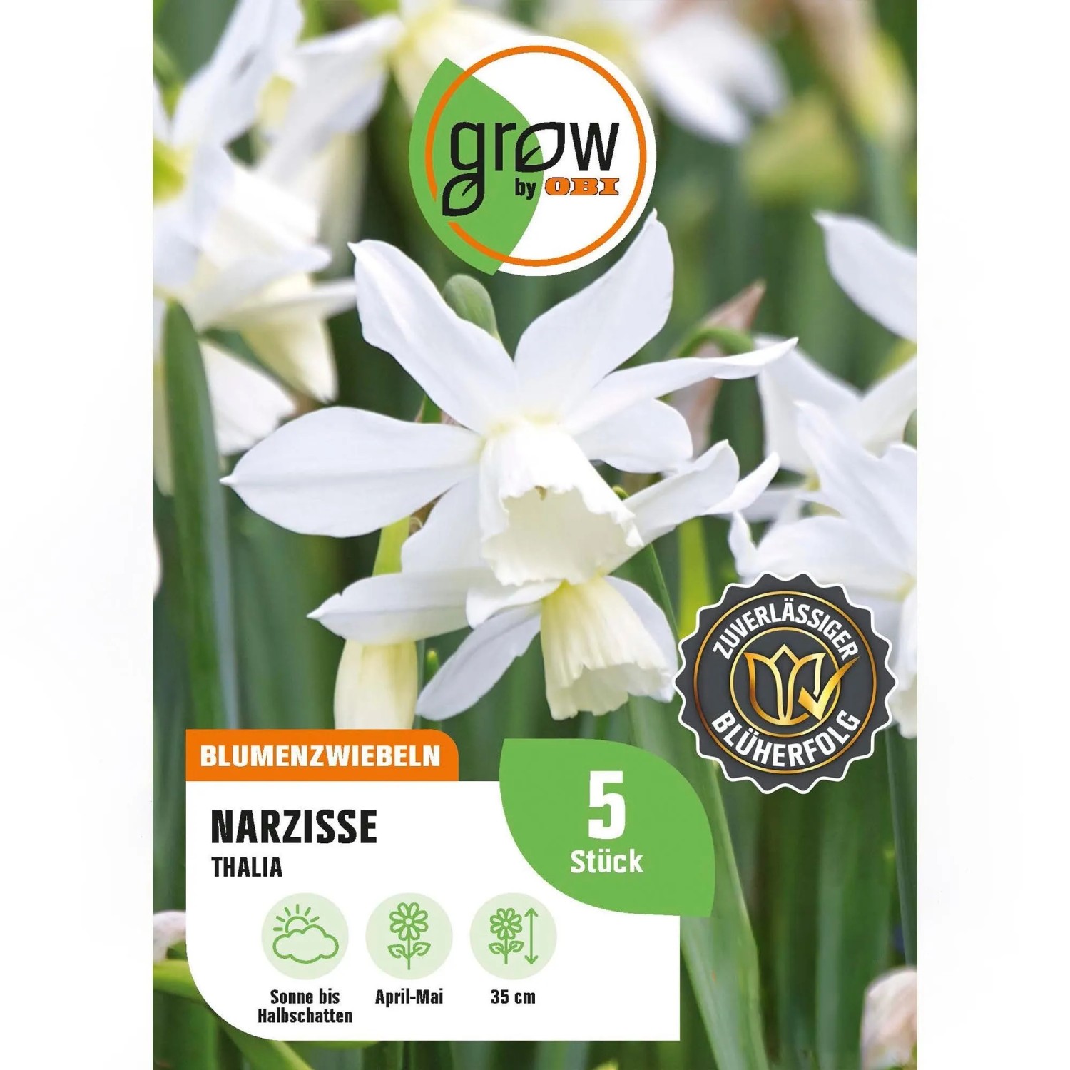 GROW by OBI Narzisse Thalia Weiß 5 Stück Narcissus triandrus Thalia