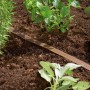 Gardena Schlauch-Regner, 15 m, braun, im Beet verlegt für feine Bewässerung.