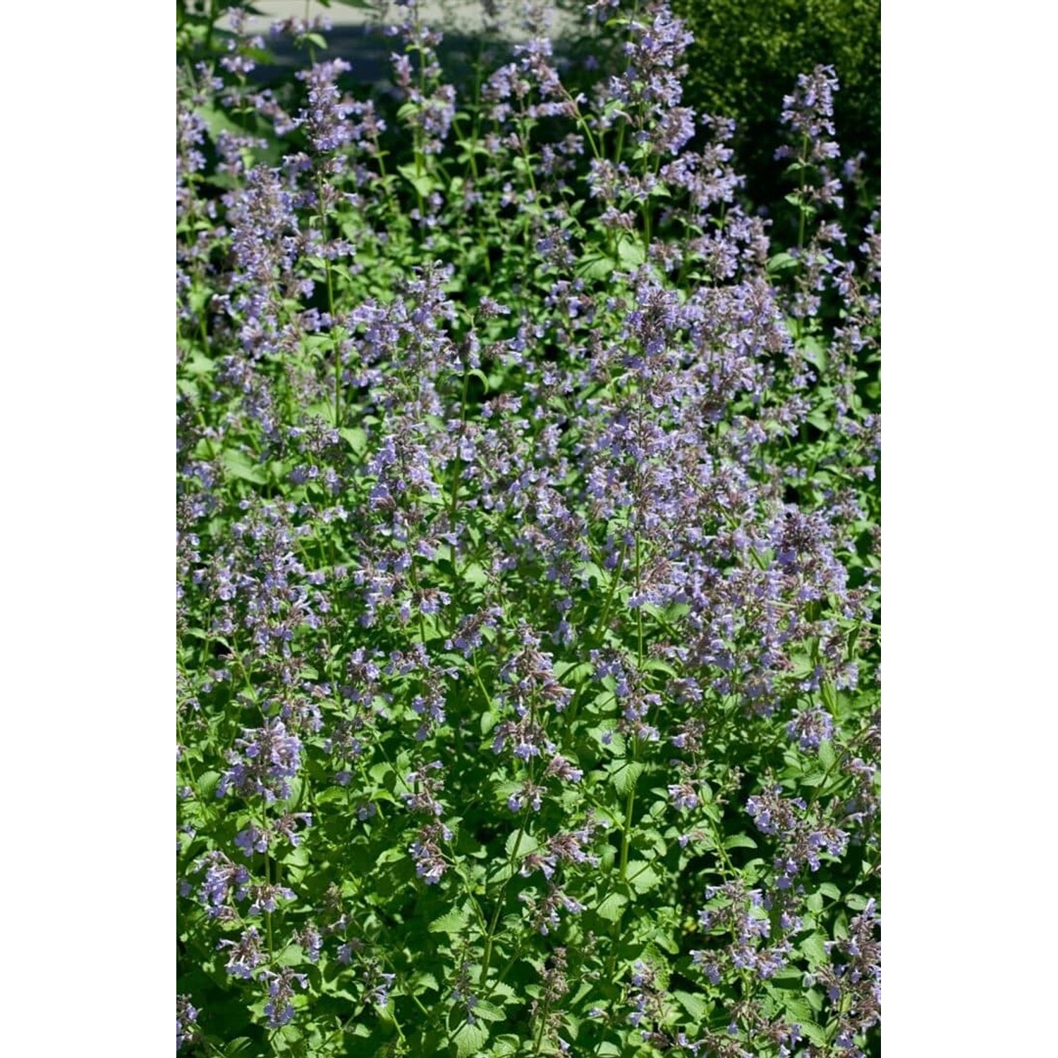 Nepeta Grandiflora Pool Bank Großblütige Katzenminze Ca. 9x9 cm Topf günstig online kaufen