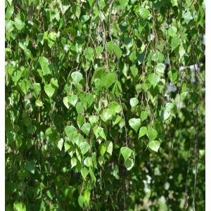 Hochstamm Trauer-Birke Youngii (Betula pendula) mit grünen Blättern.