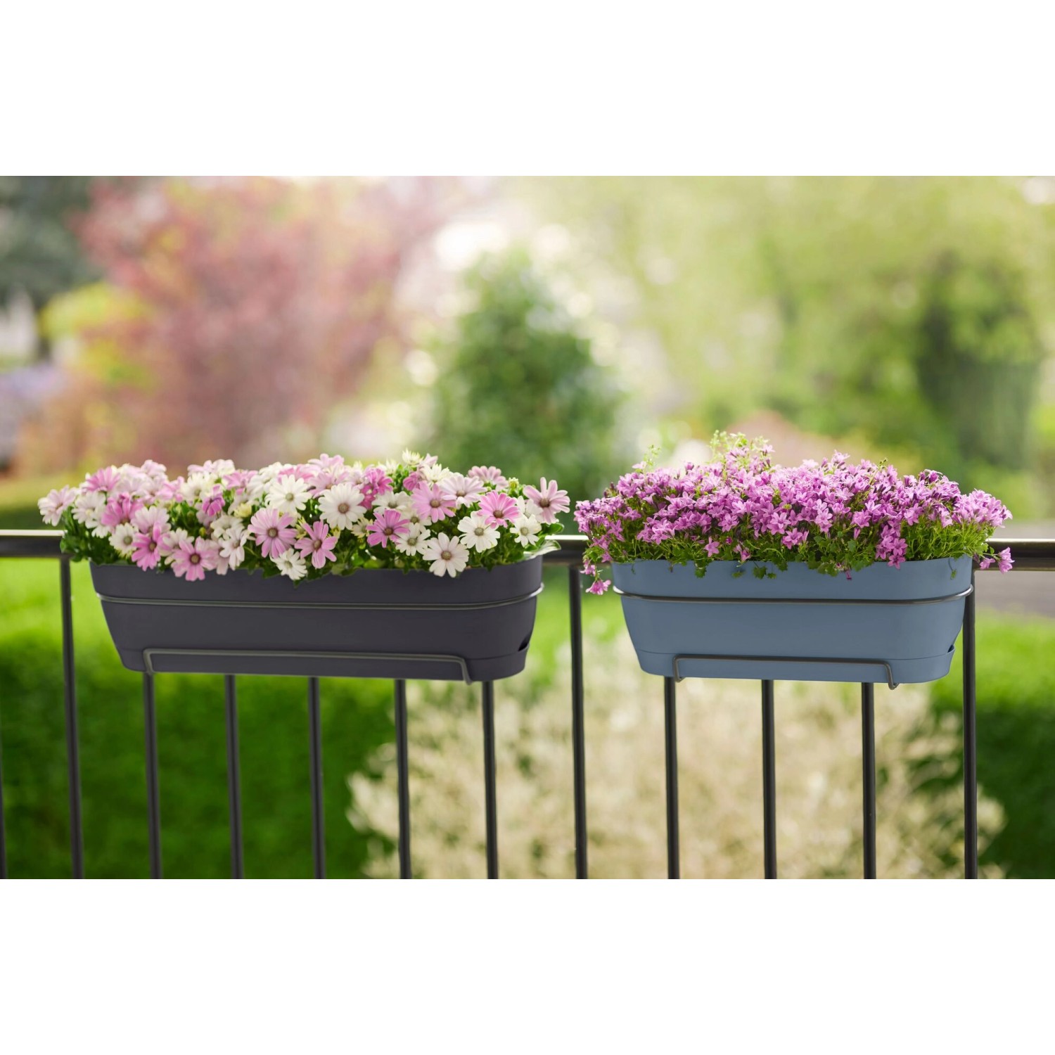 Elho Balkonkasten Vibia Campana, 50 cm, anthrazit und blau, bepflanzt auf einem Balkon.