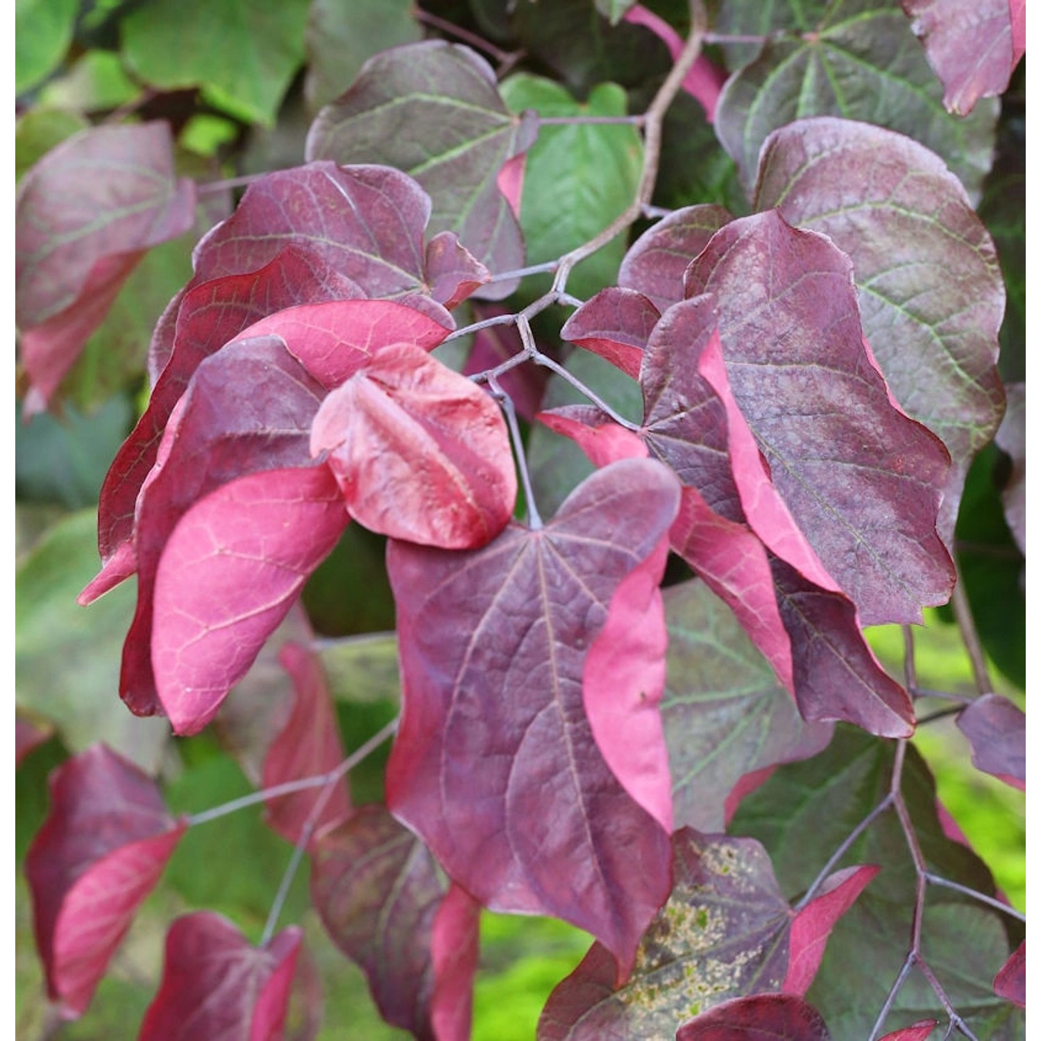 Roter Judasbaum Forest Pansy 40-60cm - Cercis canadensis günstig online kaufen