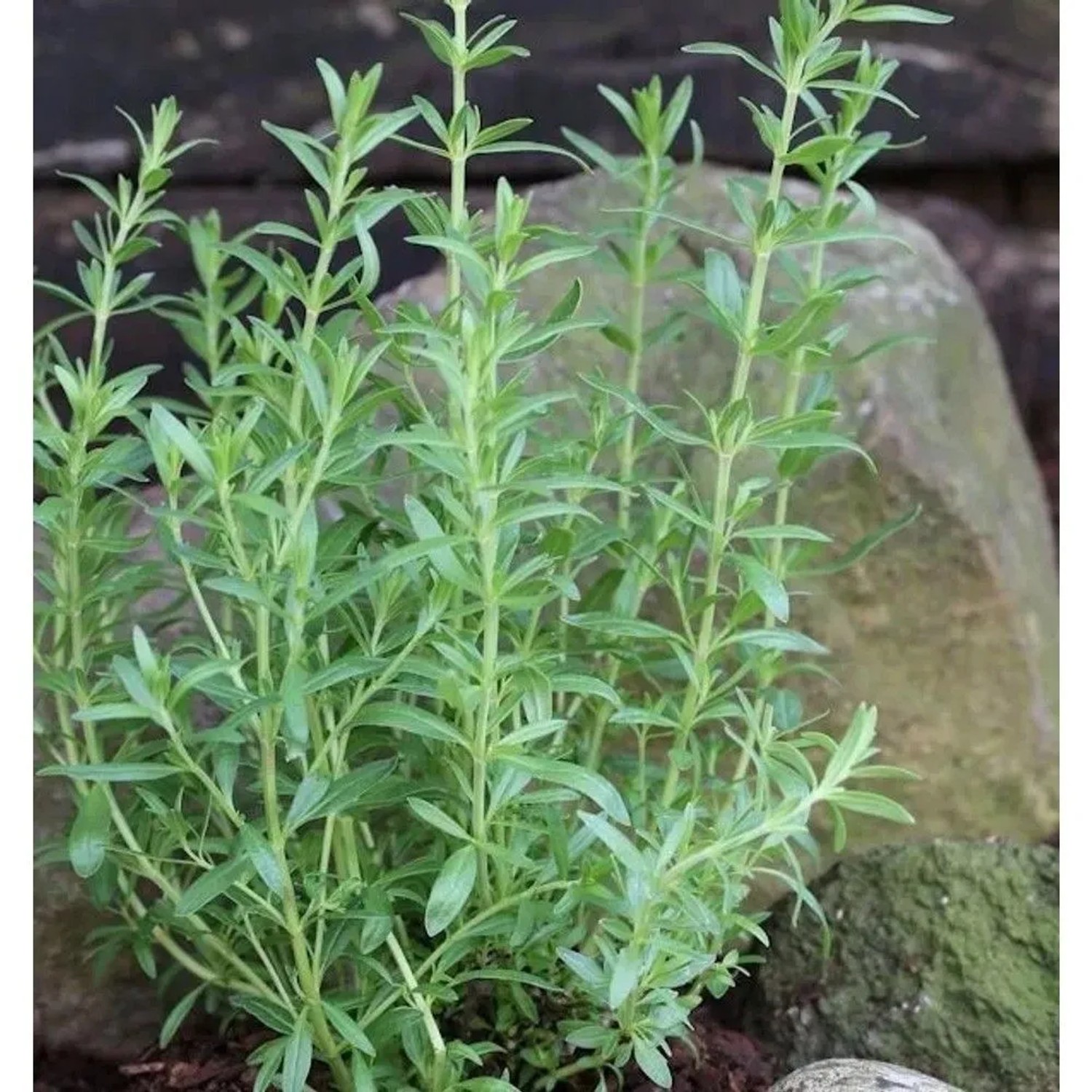 Dunkelblauer Ysop - Hyssopus officinalis